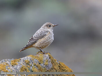 Rufous-tailed Rock-thrush (Monticola saxitilis) - image #495635 gratis